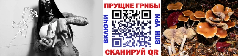 Псилоцибиновые грибы Psilocybe  купить наркотики сайты  Медынь 